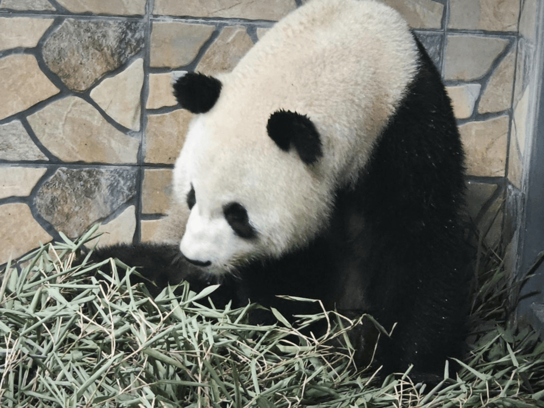 迎全运盛会，大熊猫“久久”“友友”抵达广州