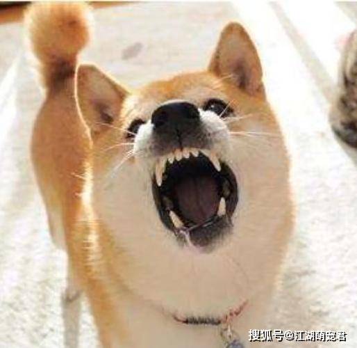 有这些特征的狗，绝对“养不得”！