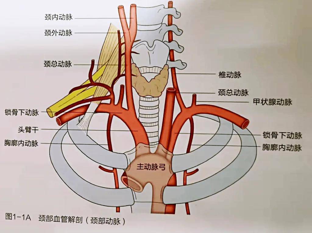 长寿的人，脖子一般有4个特征