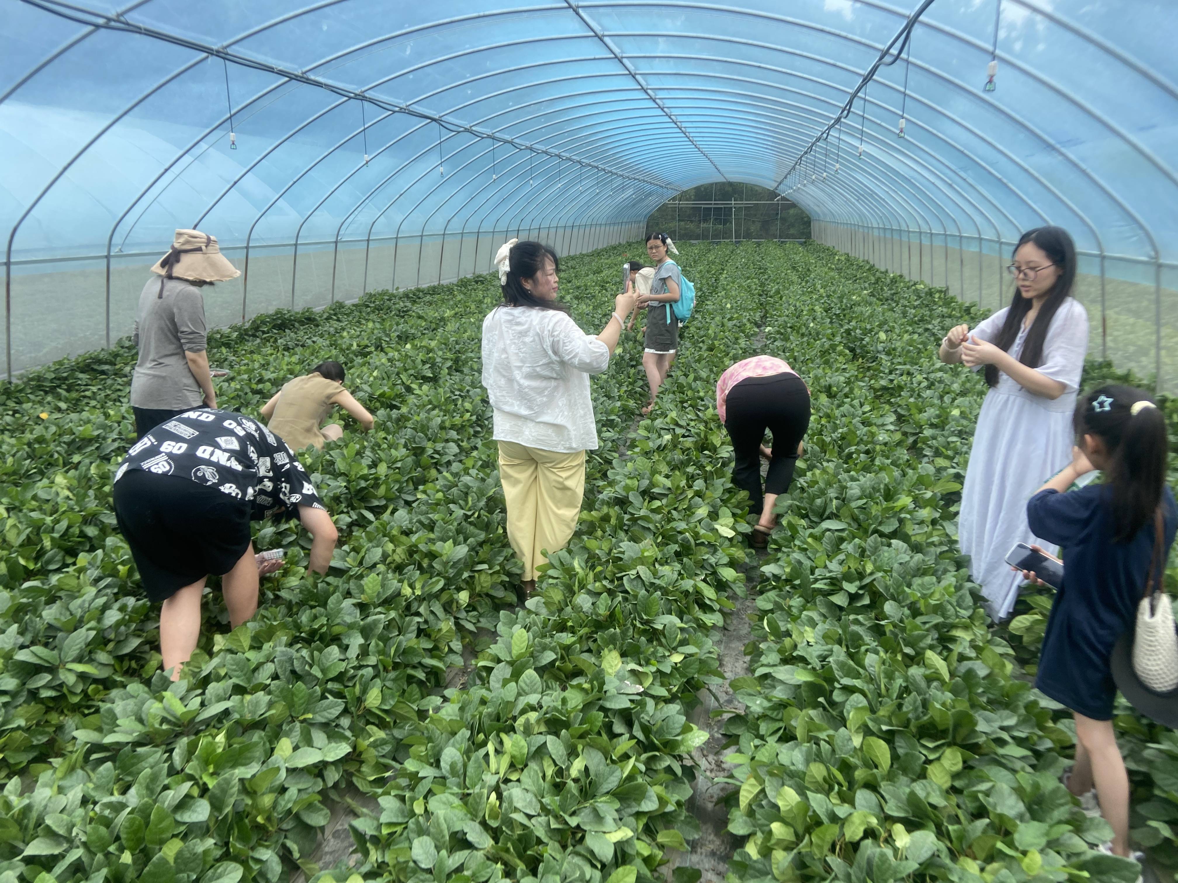 成都摘“野地瓜”火热，种植基地电话被打爆，种植户：首批采摘已近尾声，需电话咨询